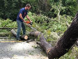 Eden, NC  Tree Services Company