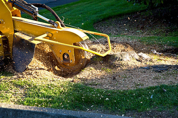 How Our Tree Care Process Works  in  Eden, NC